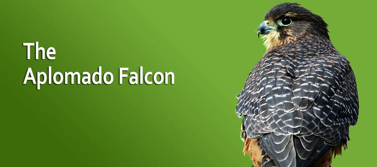 The Revival of the Aplomado Falcon