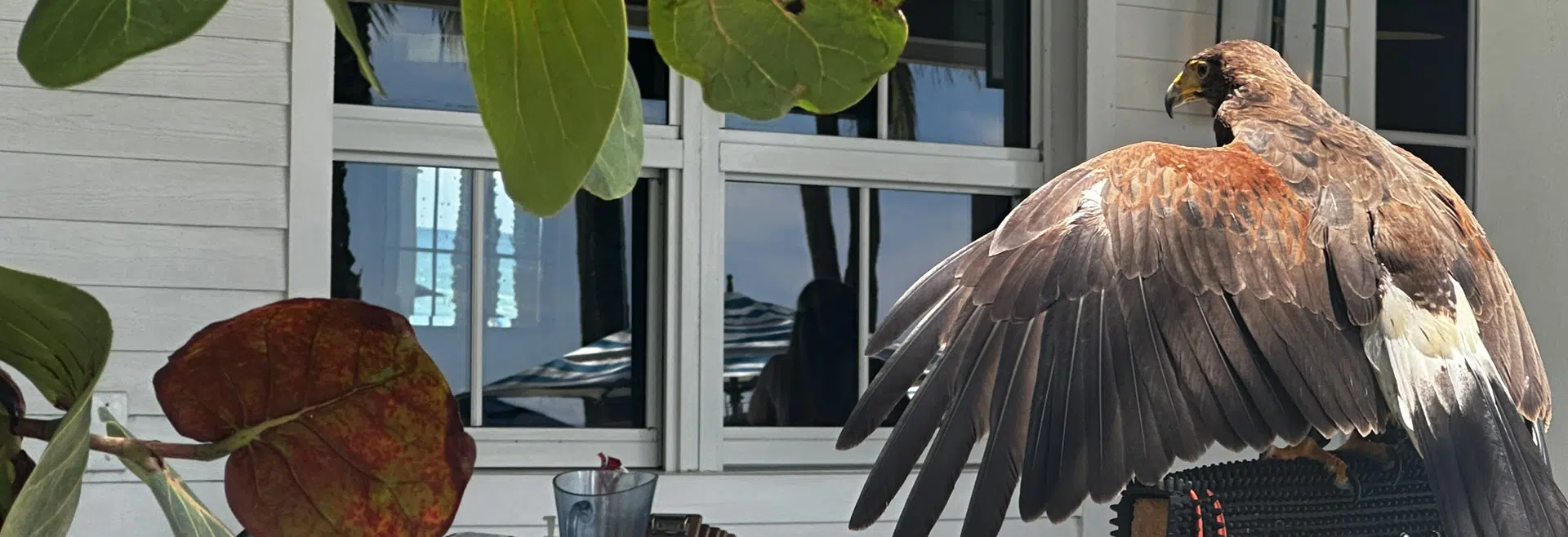 Hawkeye's hawk on perch
