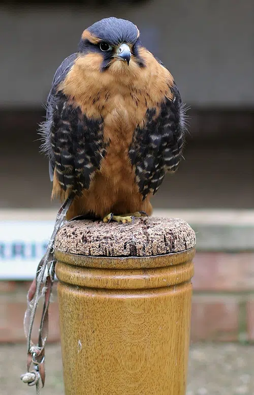 aplomado falcon