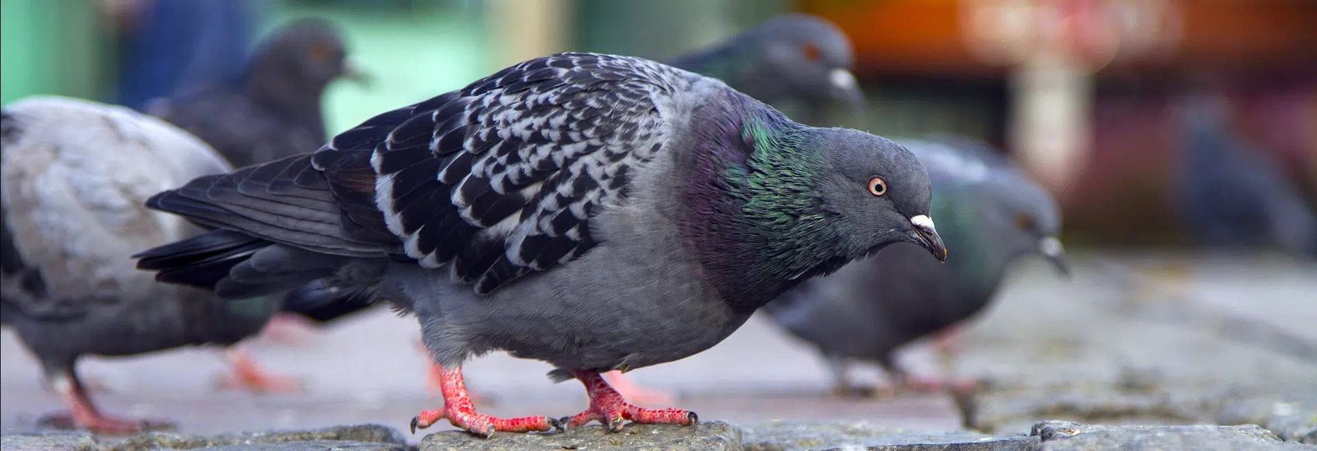 Bird Control and Abatement