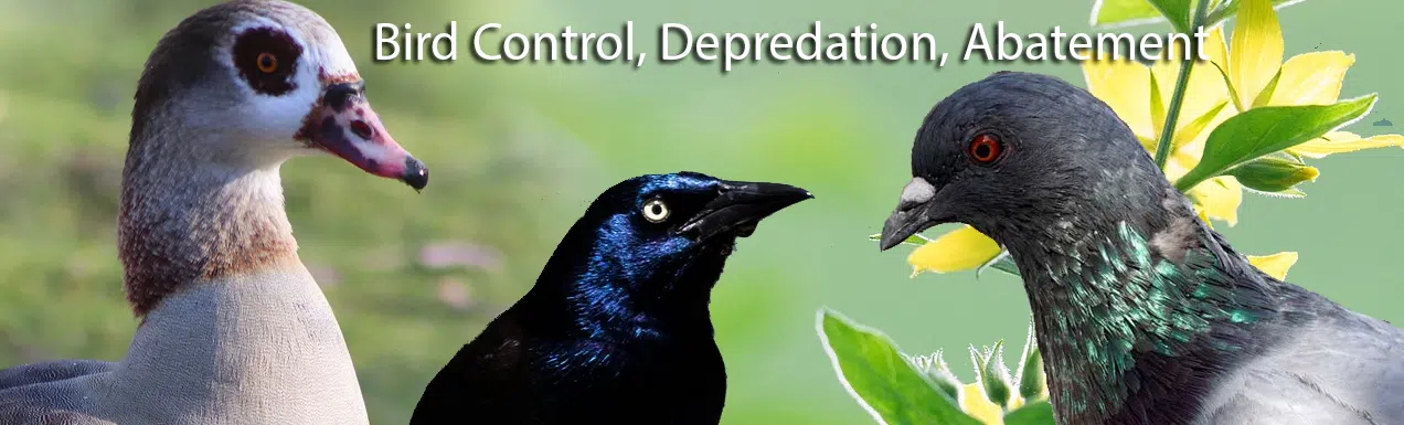 Florida Bird Control, Depredation, Abatement