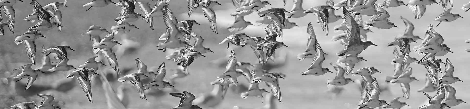 bird migration