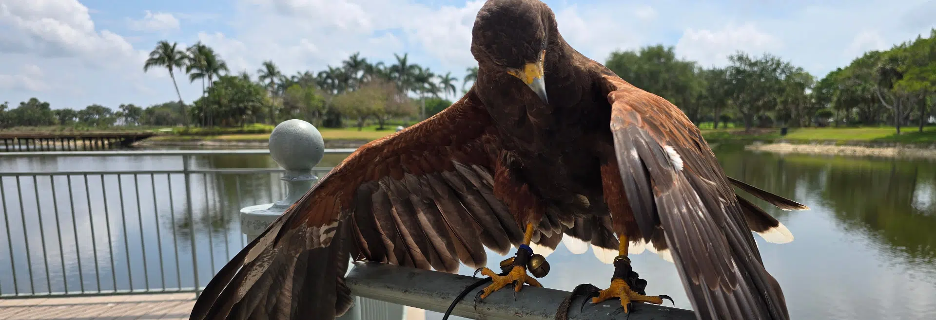 bird of prey with outstretched wings