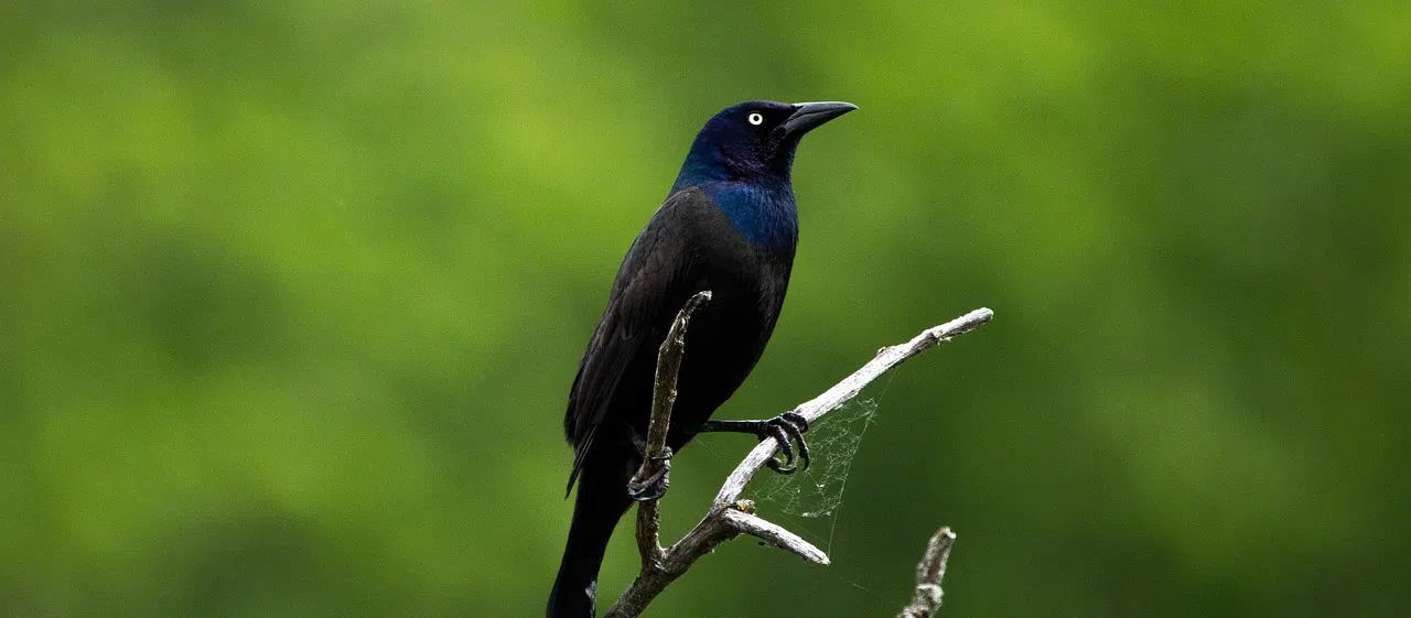 Grackle Removal for Marinas and Shipyards in Florida
