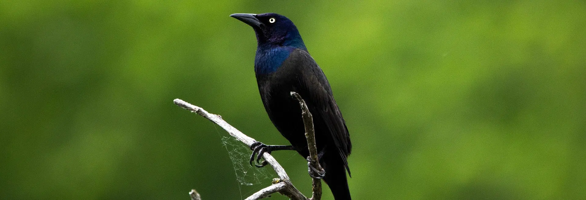 grackle on branch