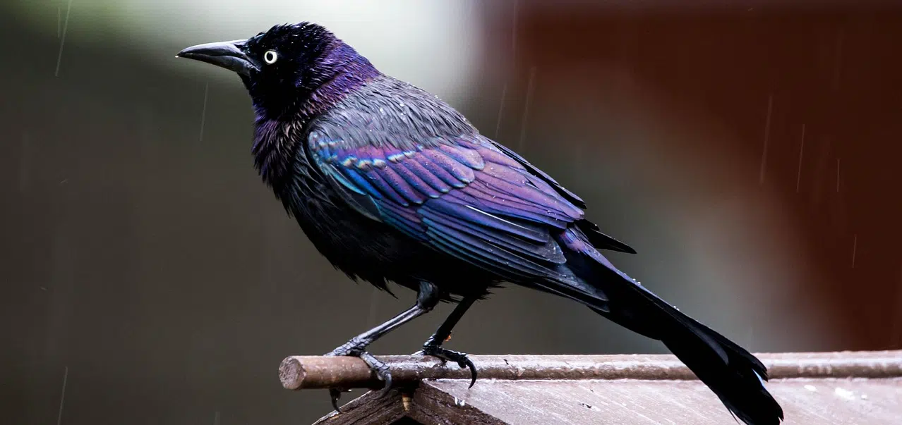 grackle