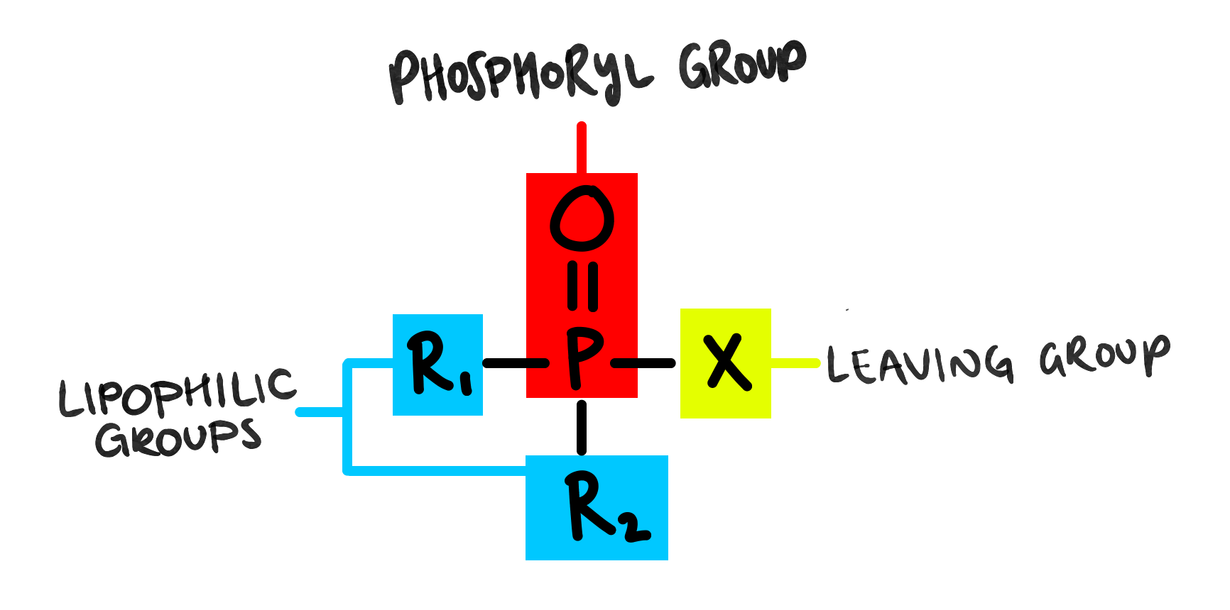 Phospmoryl Group Phospmoryl Group