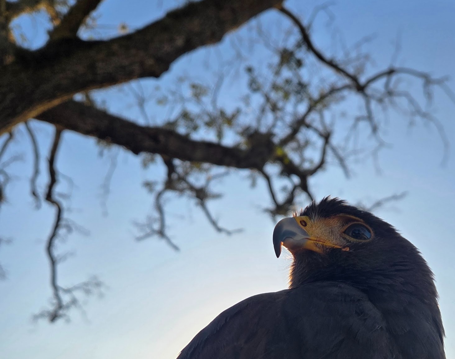 bird of prey bird of prey
