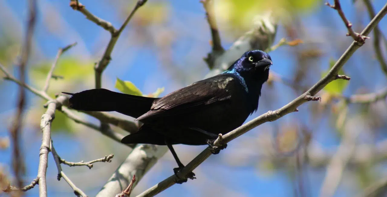 Molting Grackles: What Florida Property Owners Should Know