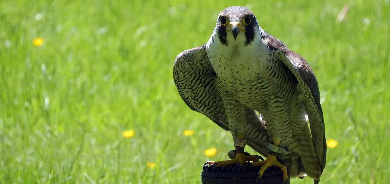 The Aerodynamics of the Peregrine Falcon