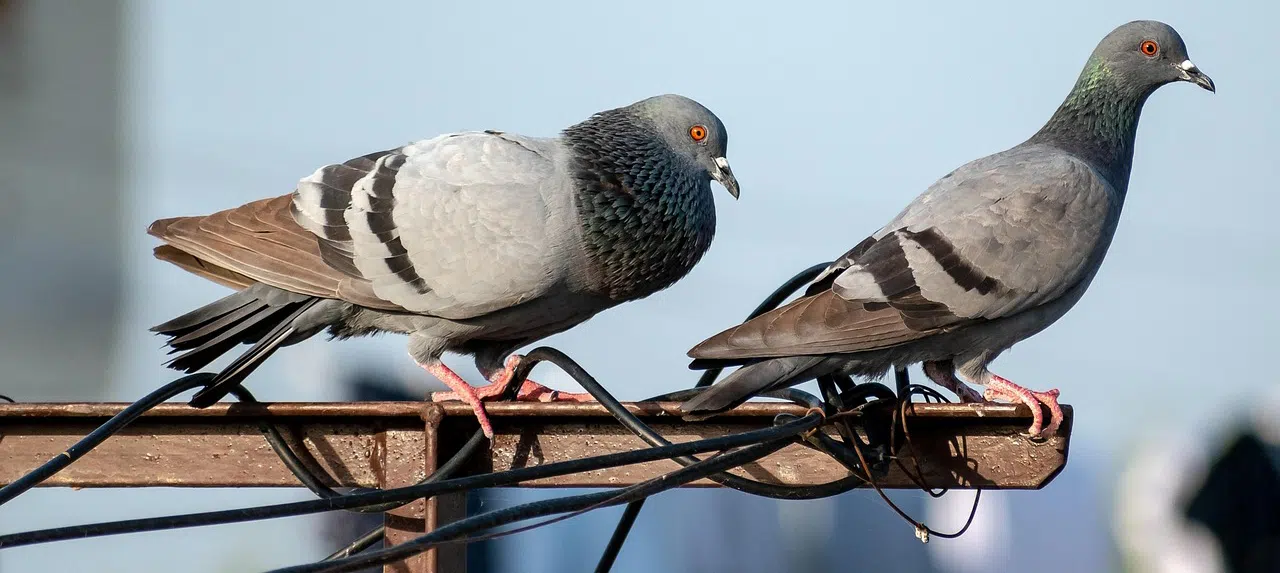 How to Get Rid of Pigeons in Chemical Plants 