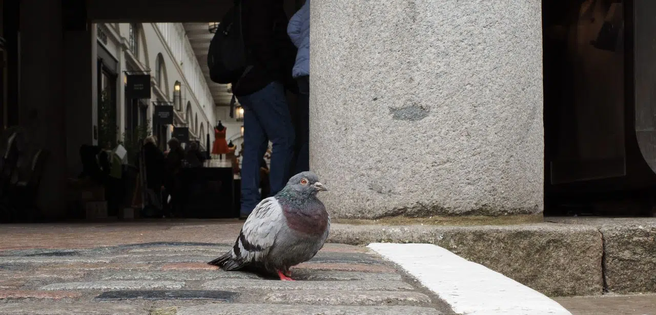 Pigeon Control for Florida Shopping Plazas