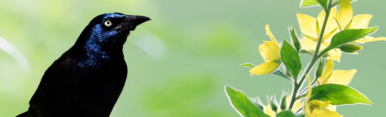 Grackles