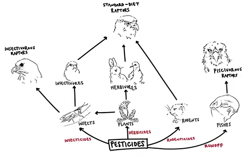 standard diet raptors
