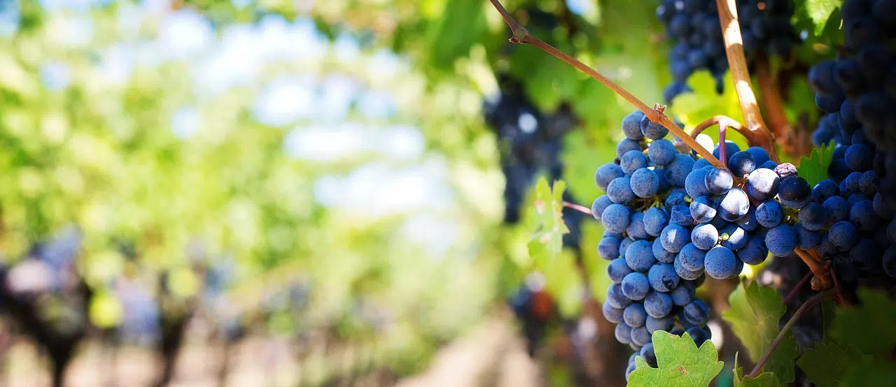Bird Control for Vineyards and Wineries in Tampa Bay 